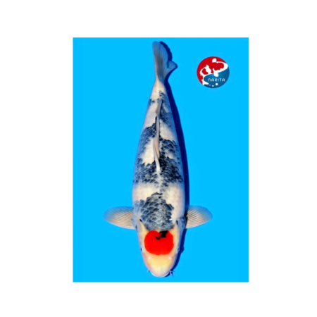 no1koi Tancho showa premium koi Japan koishow quality