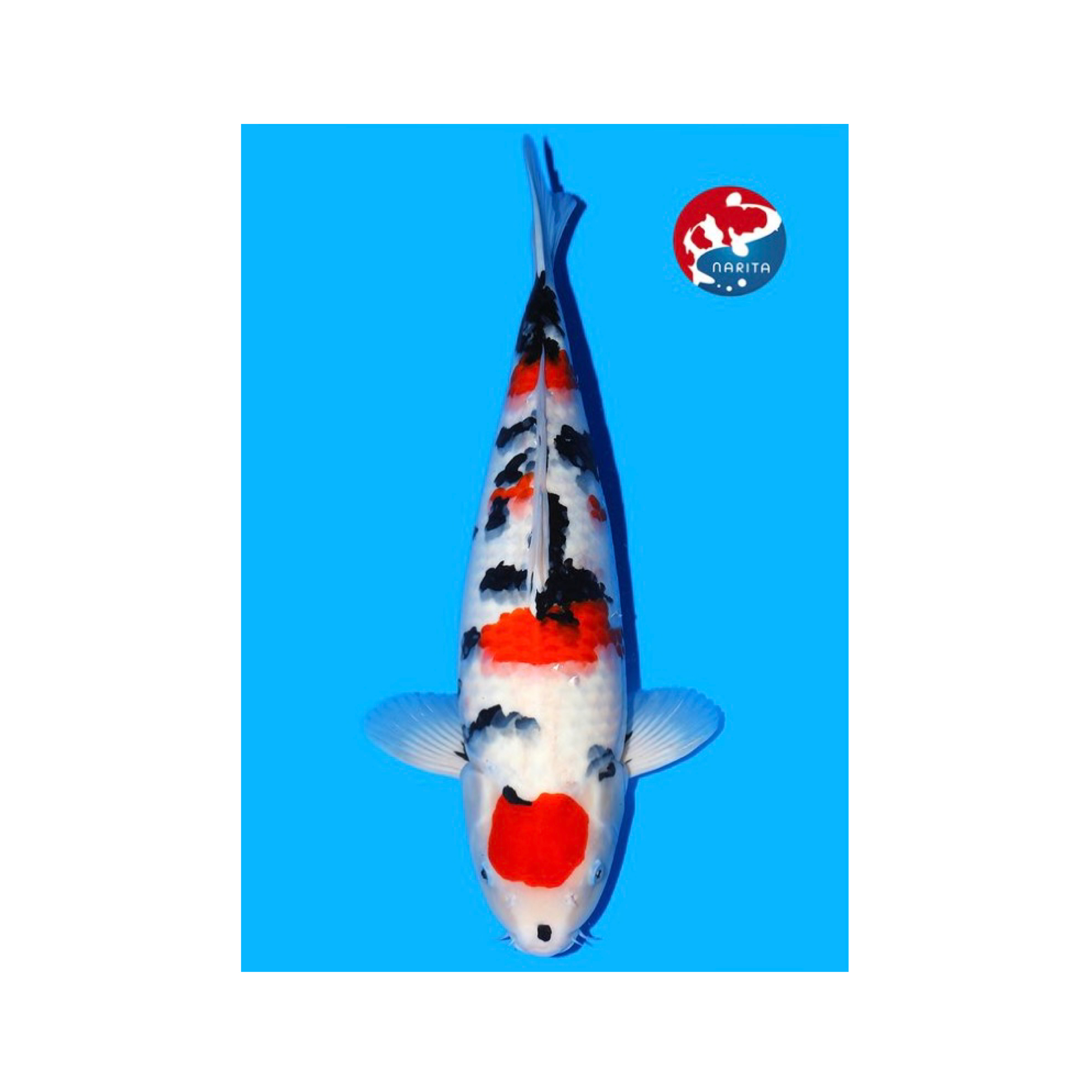 No1Koi tamaura koifarm show quality koi sanke heeschkoi