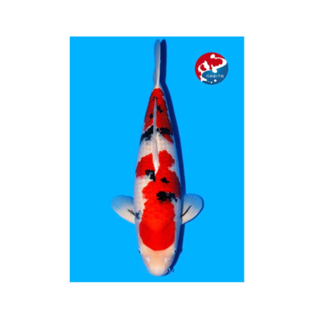 No1Koi sanke tamaura 65 cm azukari koi show quality