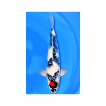 Tancho showa no1koi koda koi farm japan harvest Heeschkoi