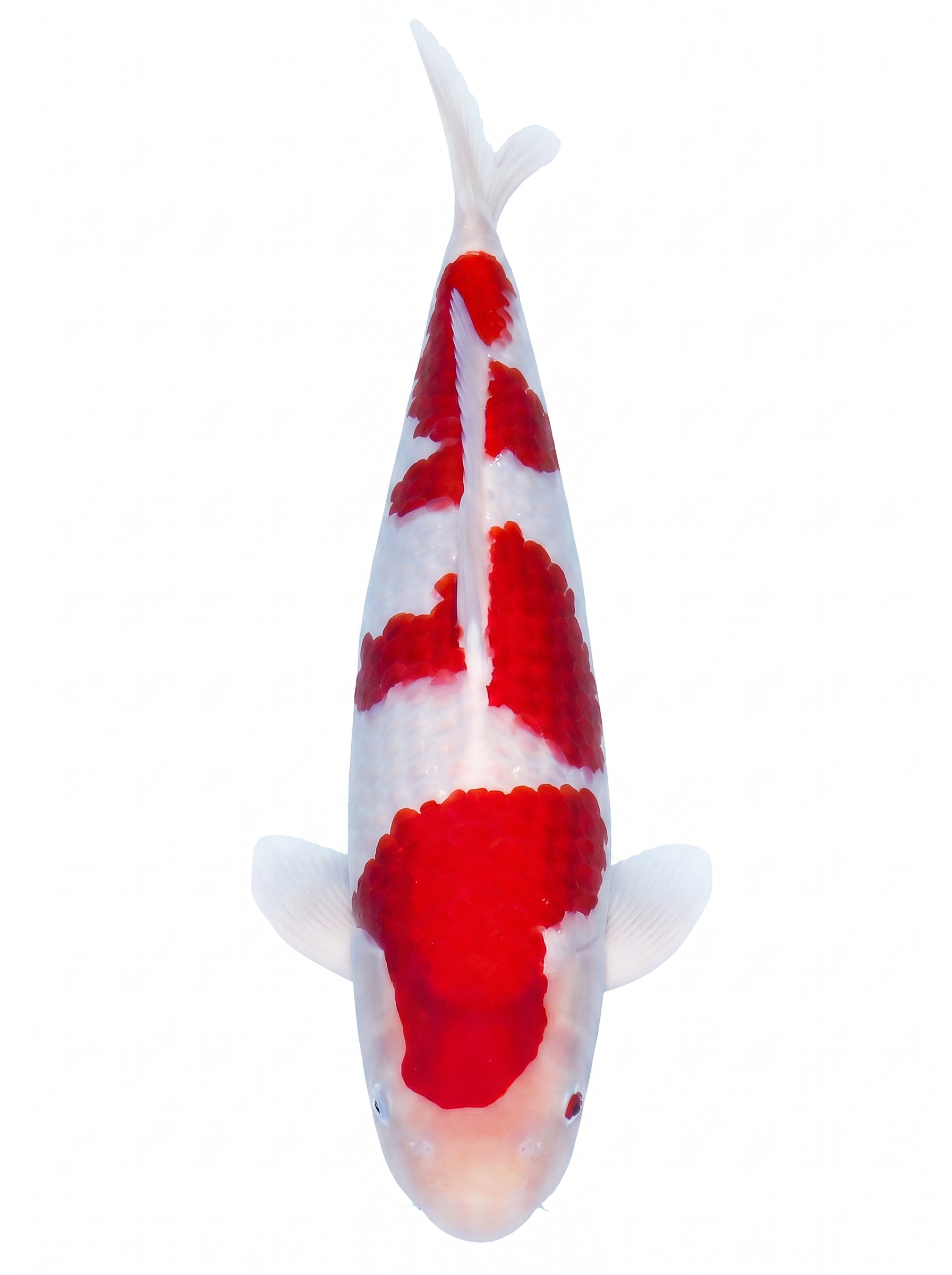 Kohaku koi Heeschkoi
