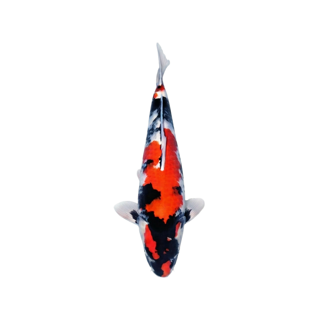 Showa Sanshoku koi Heeschkoi