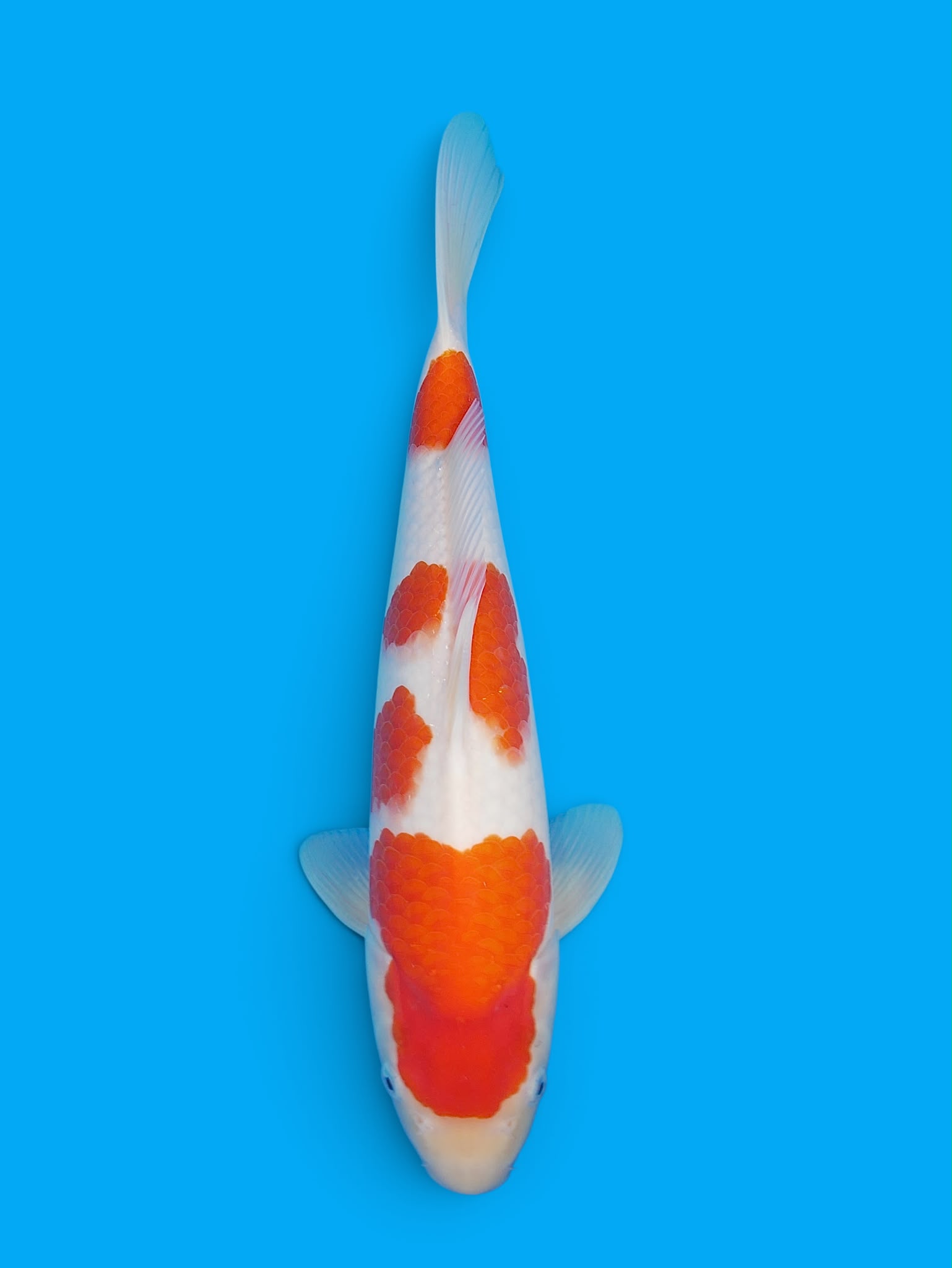 Kohaku, Lot 02 van de Heeschkoi Telegram-veiling
