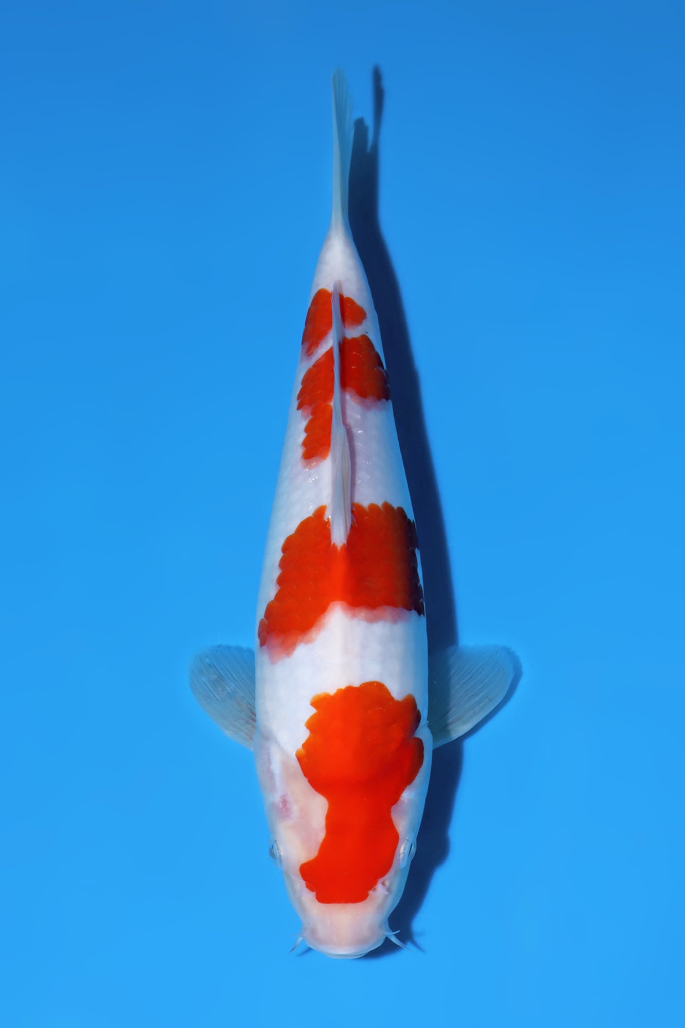 Kohaku van Matsue, Lot 01 van de Heeschkoi Telegram-veiling