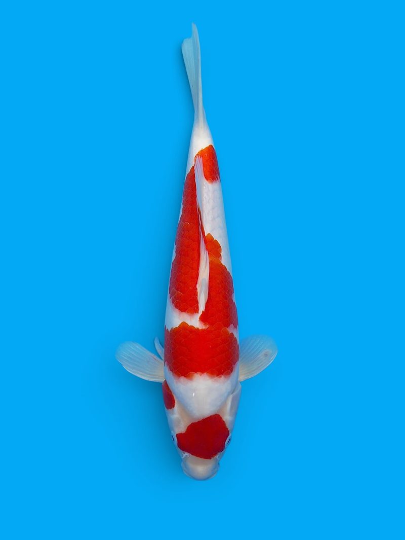 Kohaku, Lot 03 van de Heeschkoi Telegram-veiling
