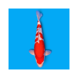 Kohaku koi 54 cm, Nisai, kweker Hoshikin