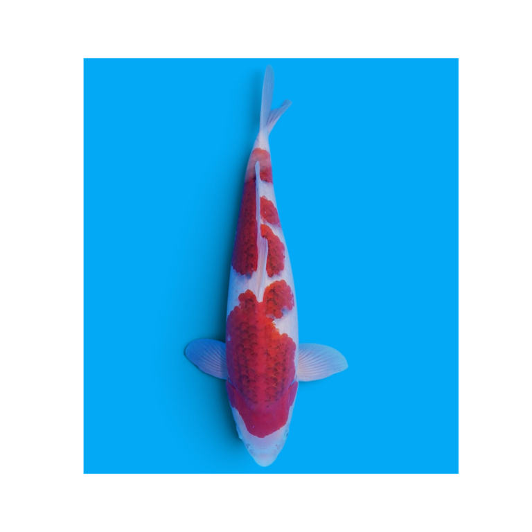 Goromo koi 51 cm, Nisai, kweker Hosokai