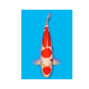 Kohaku koi 47 cm, Nisai, kweker Sakamaki (N-SAKA-26-06)