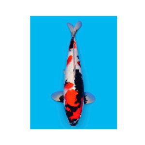 Showa koi 47 cm, Nisai, kweker Sakamaki