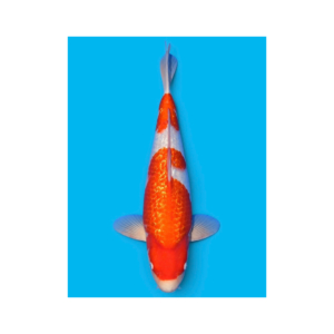 Kohaku koi 47 cm, Nisai, kweker Sakamaki (N-SAKA-26-08)