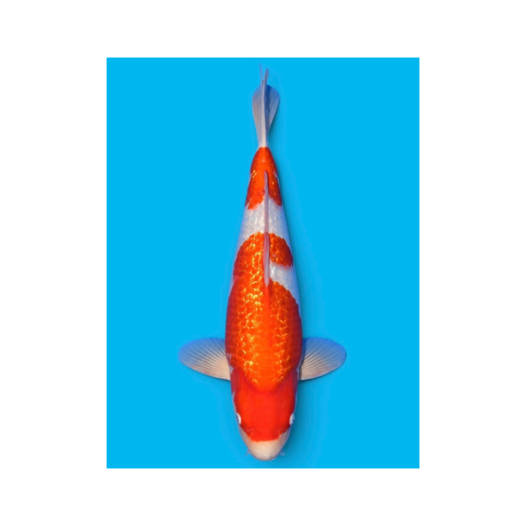 Kohaku koi 47 cm, Nisai, kweker Sakamaki (N-SAKA-26-08)