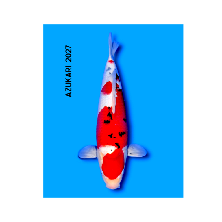 Sanke koi 50-54 cm, Nisai, kweker Yoshino (N-YOSH-26-32)