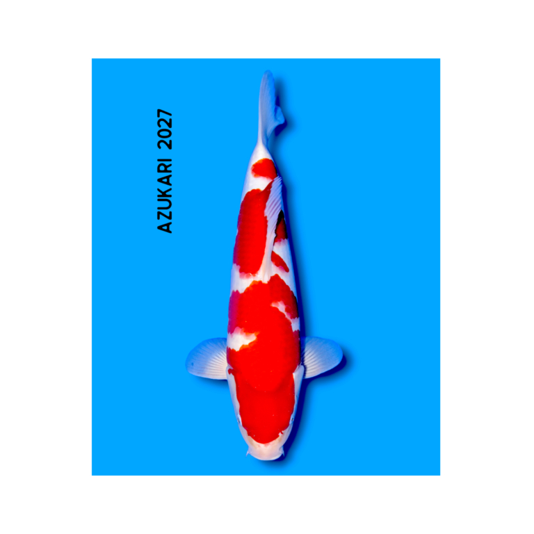 Kohaku koi 50-54 cm, Nisai, kweker Yoshino
