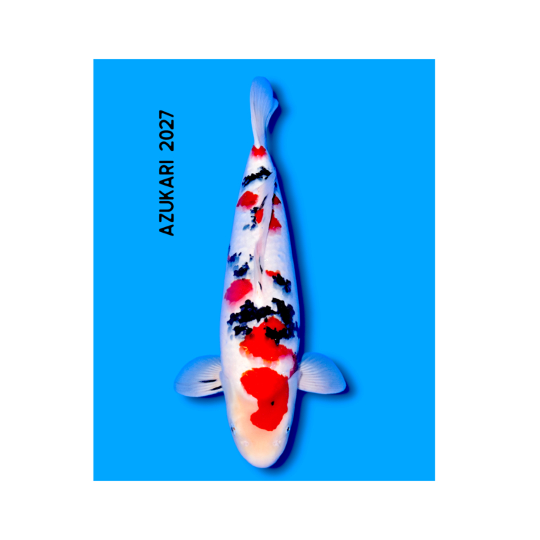 Sanke koi 50-54 cm, Nisai, kweker Yoshino (N-YOSH-26-34)