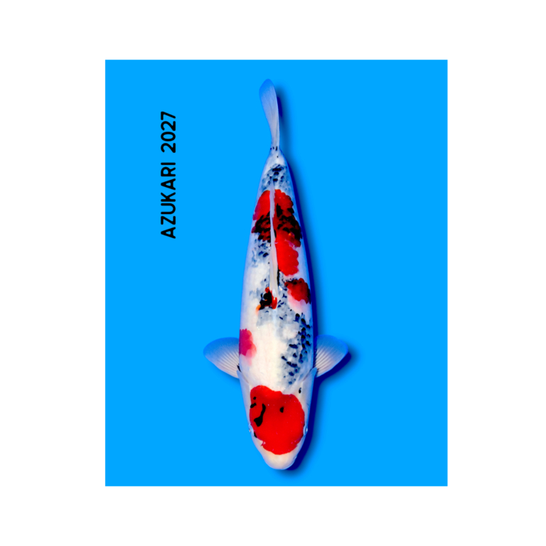 Showa koi 50-54 cm, Nisai, kweker Yoshino (N-YOSH-26-35)