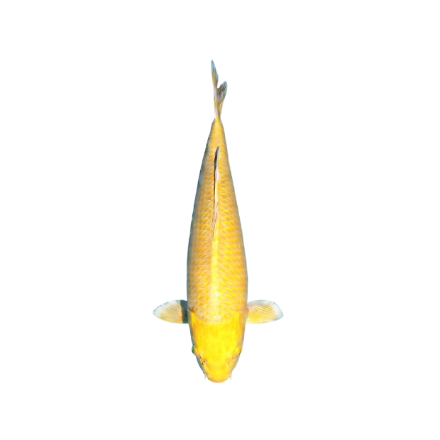 Yamabuki Ogon koi met goudgele metallic glans