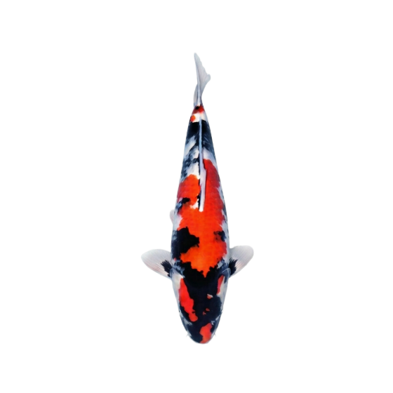 Showa Sanshoku koi met rood, wit en zwart patroon